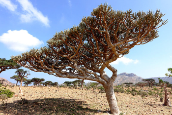 Boswellia sacra frankincense trees Soqotra Island, Yemen